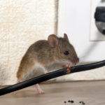 Lepové pasce na myši a potkany – ako ich použiť?